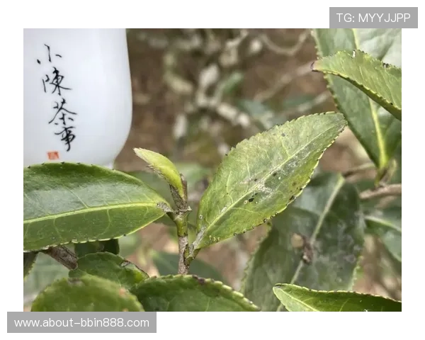 专家分析北京赛车pk10计划中的常见误区及避免方法，提升投注成功率